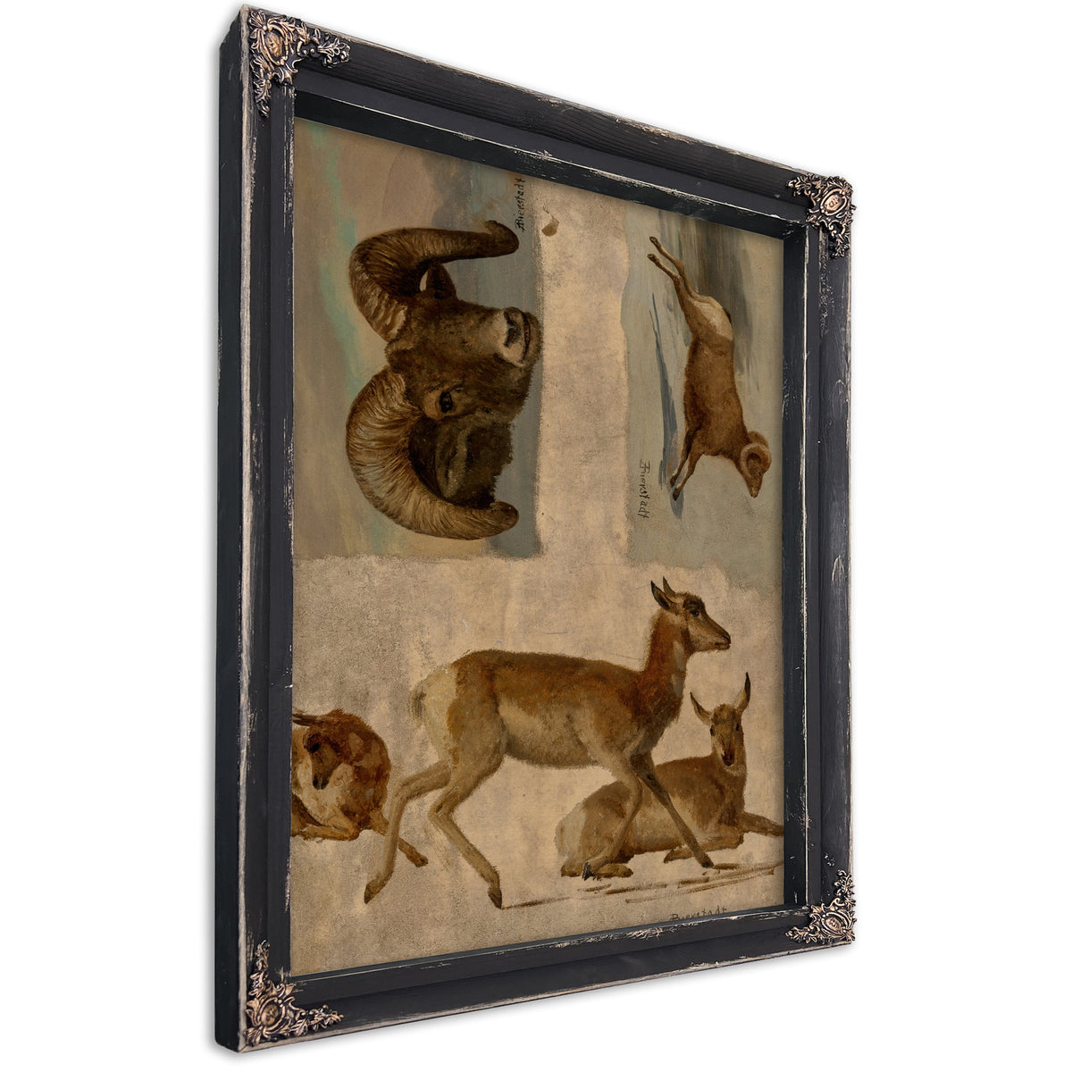 Study Bighorn Sheep Antelope By Albert Bierstadt