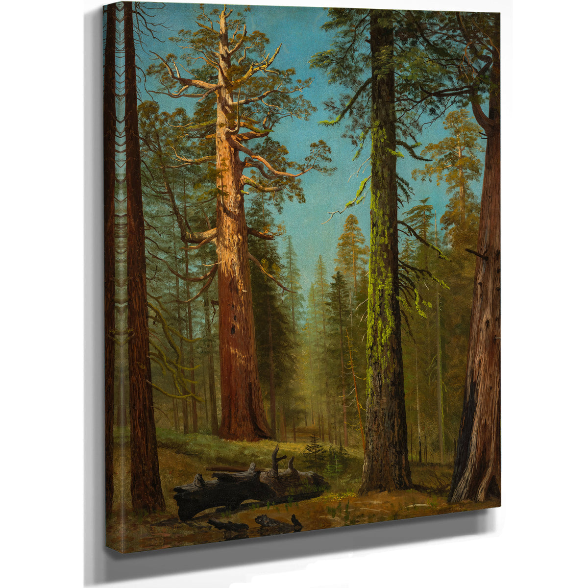 The Grizzly Giant Sequoia Mariposa By Albert Bierstadt