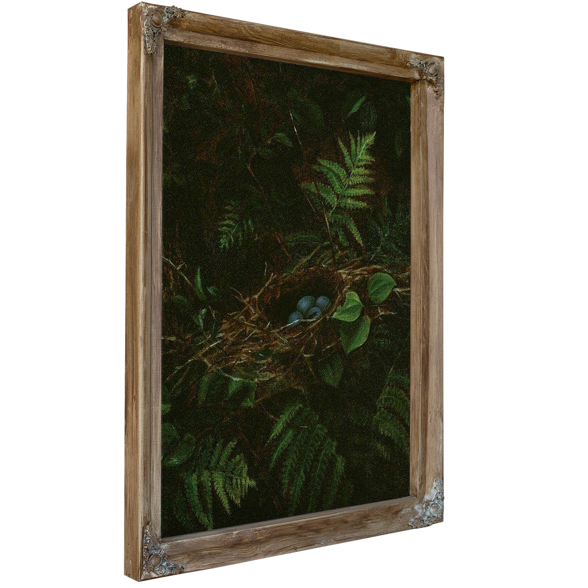 Bird's Nest And Ferns By Fidelia Bridges