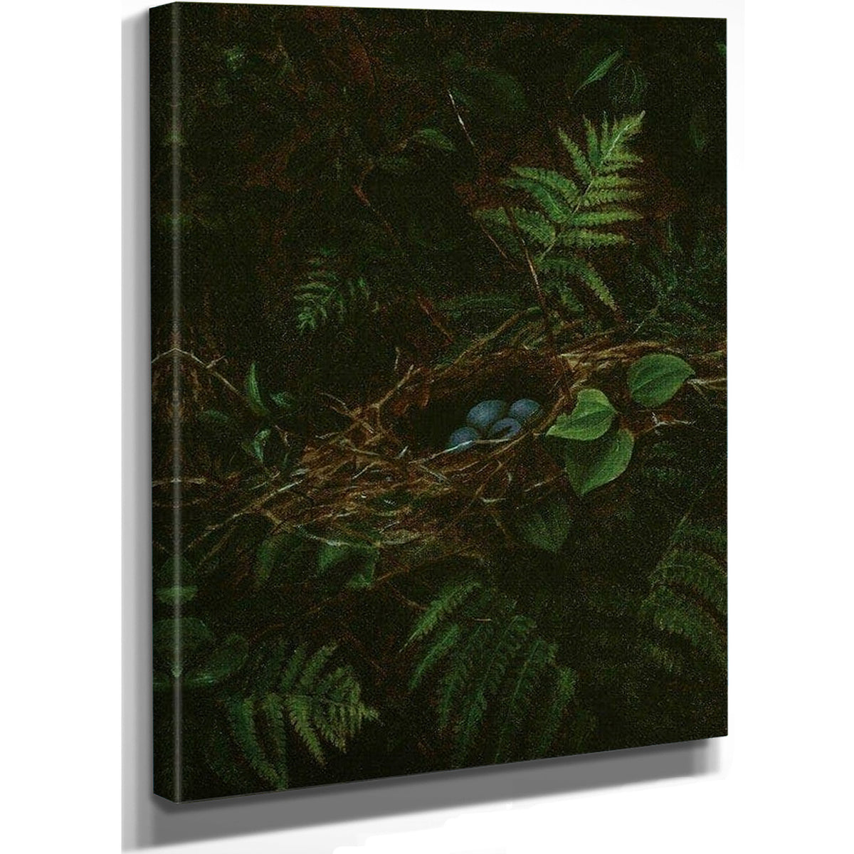 Bird's Nest And Ferns By Fidelia Bridges