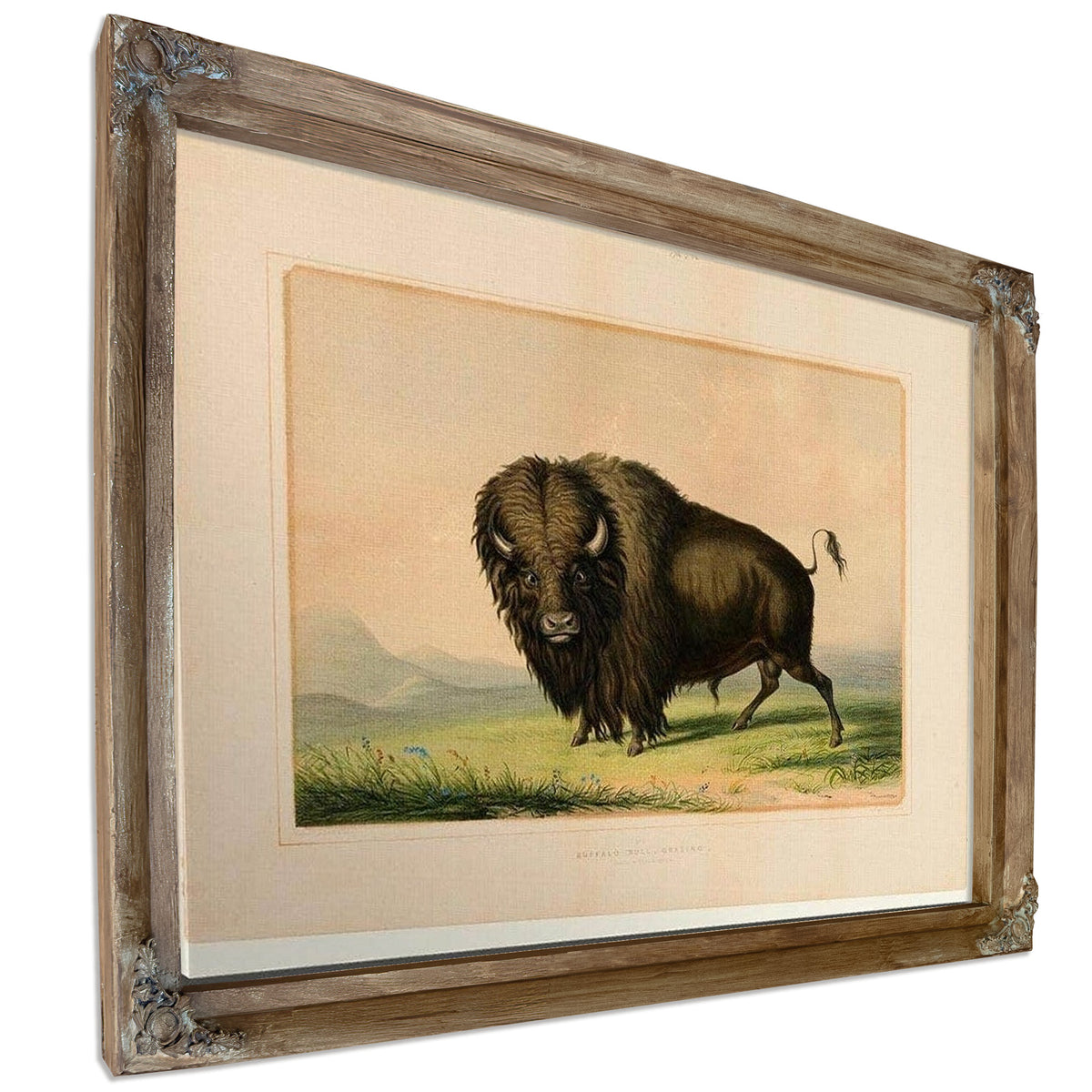 Buffalo Bull Grazing No.2 By George Catlin