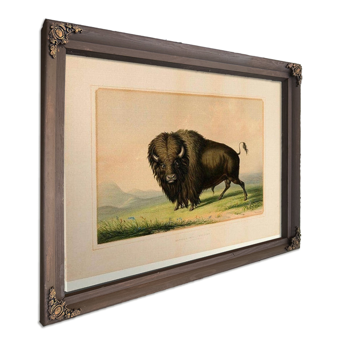 Buffalo Bull Grazing No.2 By George Catlin