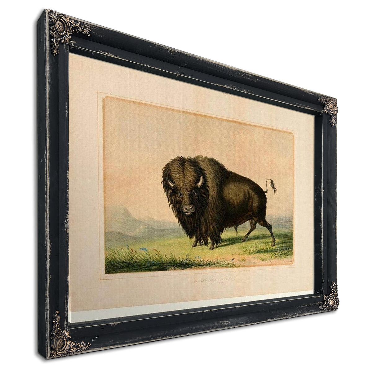 Buffalo Bull Grazing No.2 By George Catlin