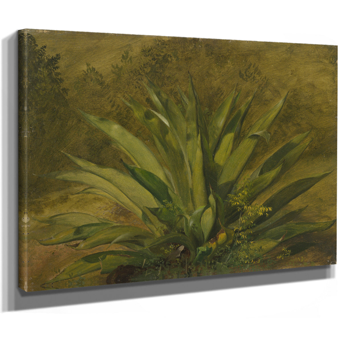 Botanical 05 By Frederic Edwin Church