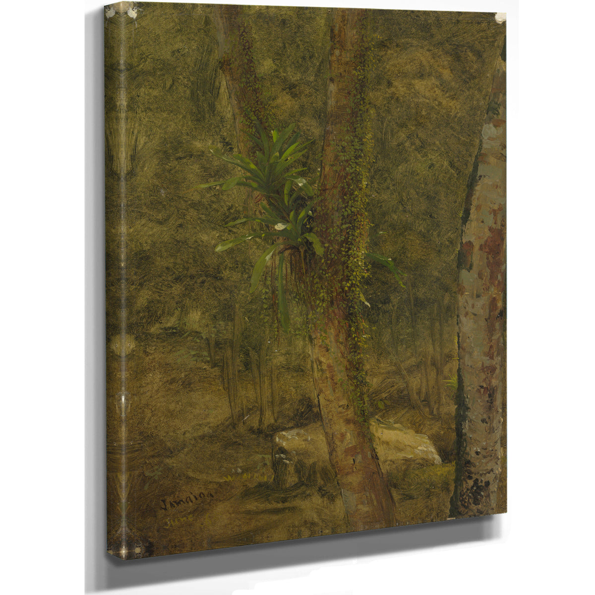 Jungle Scene June 1865 By Frederic Edwin Church