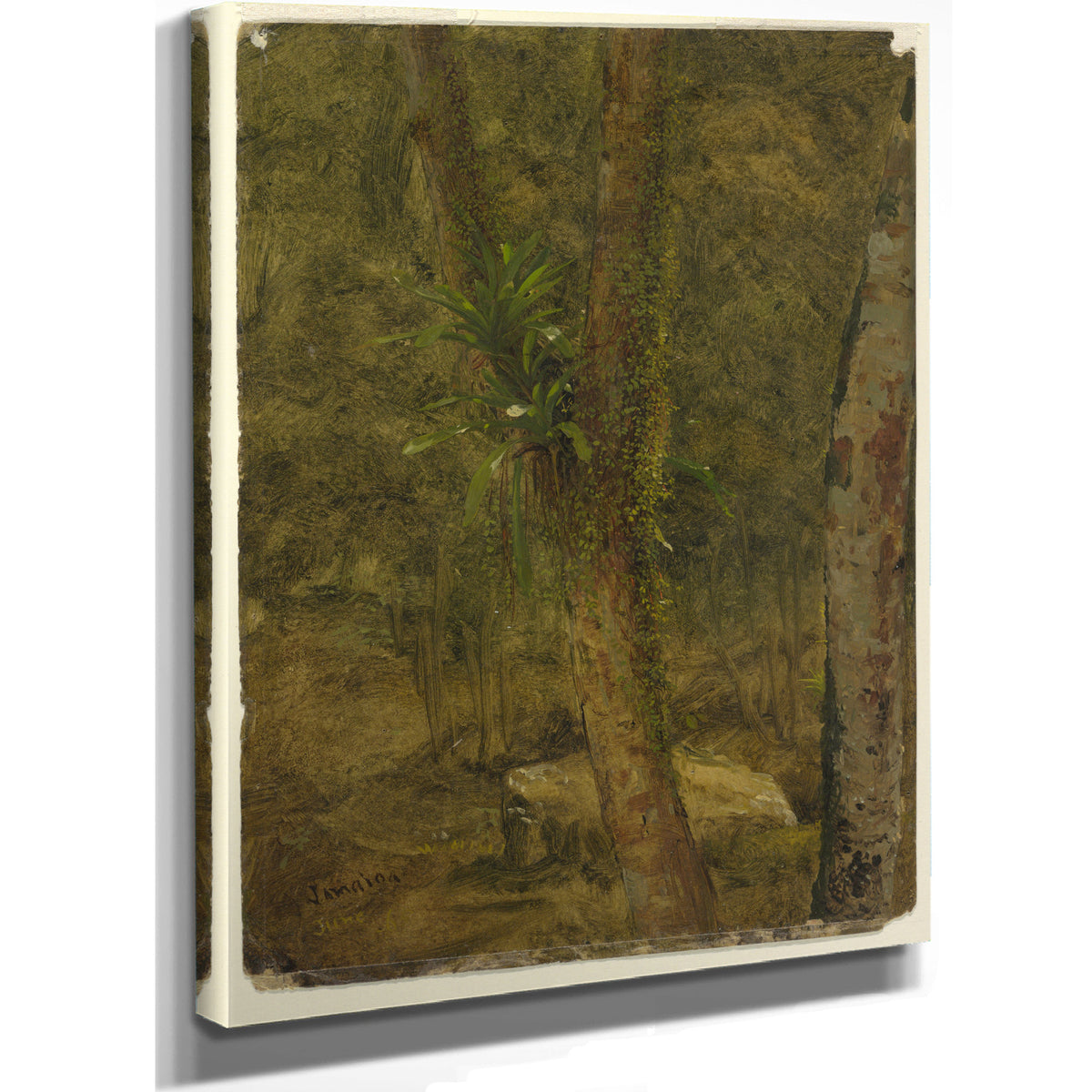 Original Files Jungle Scene June 1865 By Frederic Edwin Church