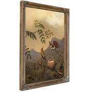 Frilled Coquette By Martin Johnson Heade