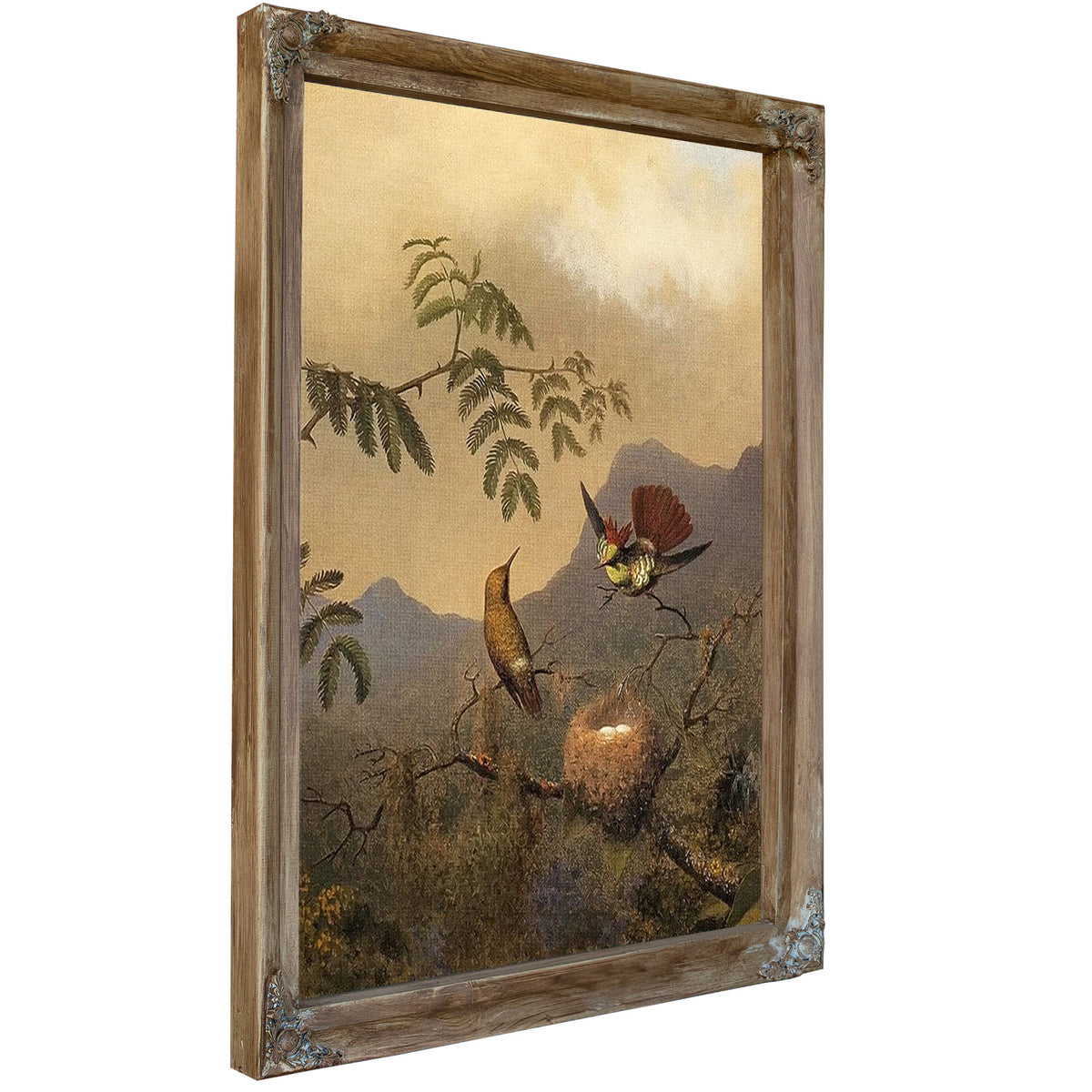 Frilled Coquette By Martin Johnson Heade
