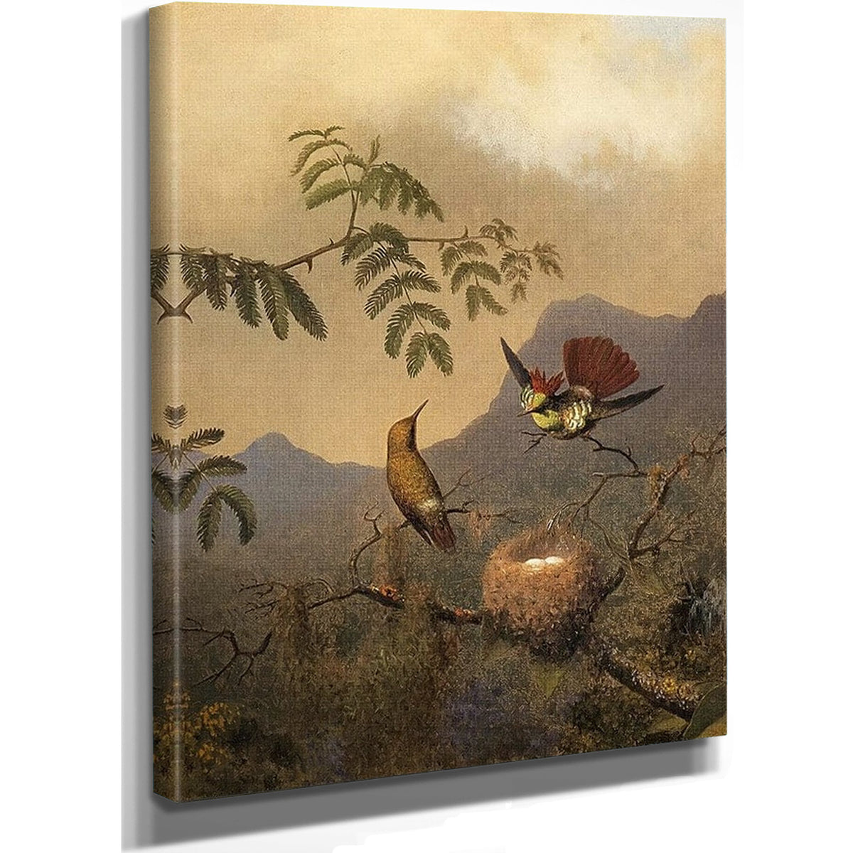 Frilled Coquette By Martin Johnson Heade