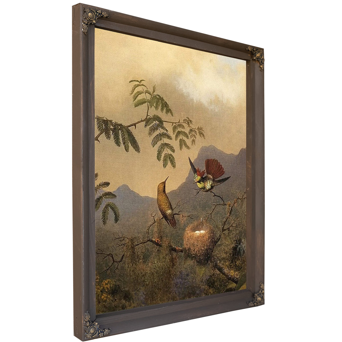 Frilled Coquette By Martin Johnson Heade