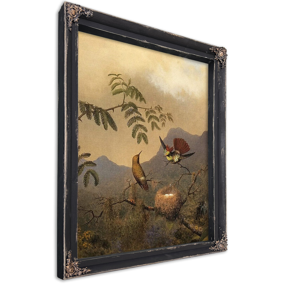 Frilled Coquette By Martin Johnson Heade