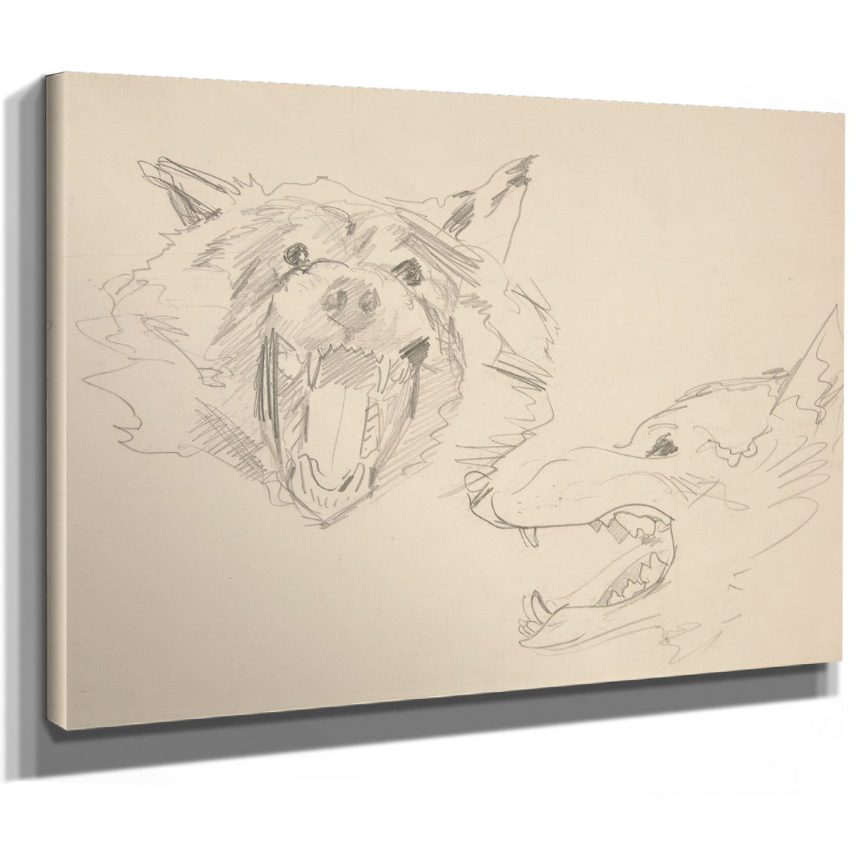 Two Views a Wolfs Head By John Singer Sargent