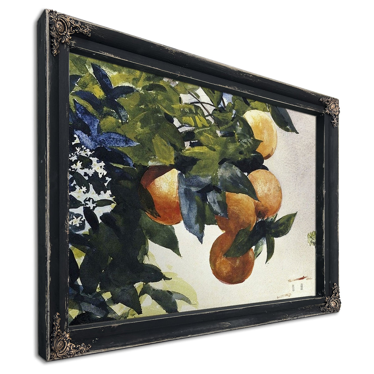 Oranges On A Branch By Winslow Homer