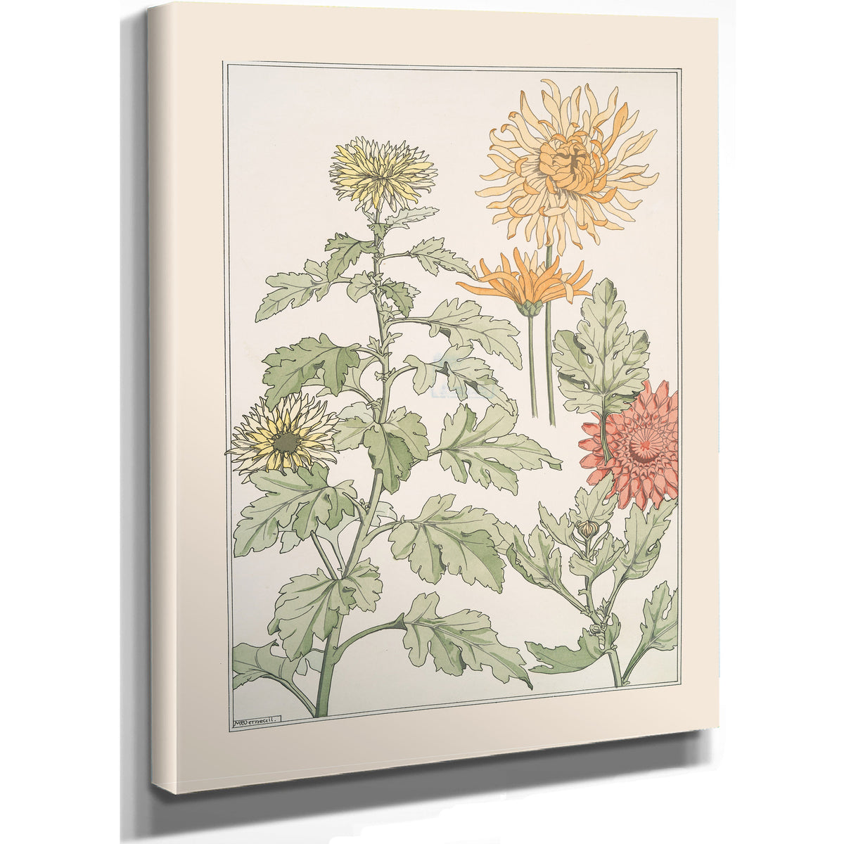 Chrysantheme By Pillard Verneuil
