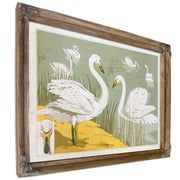 Cygne Sauvage By Pillard Verneuil