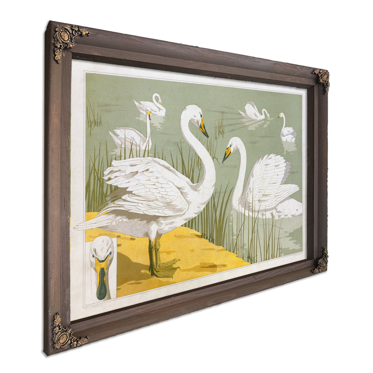 Cygne Sauvage By Pillard Verneuil