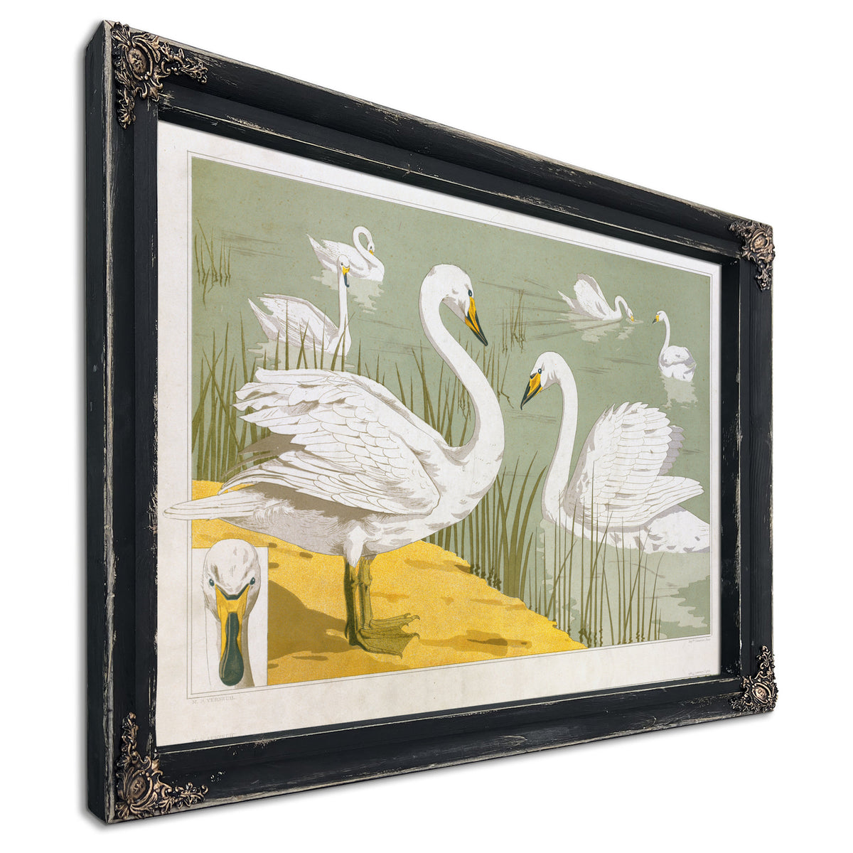 Cygne Sauvage By Pillard Verneuil