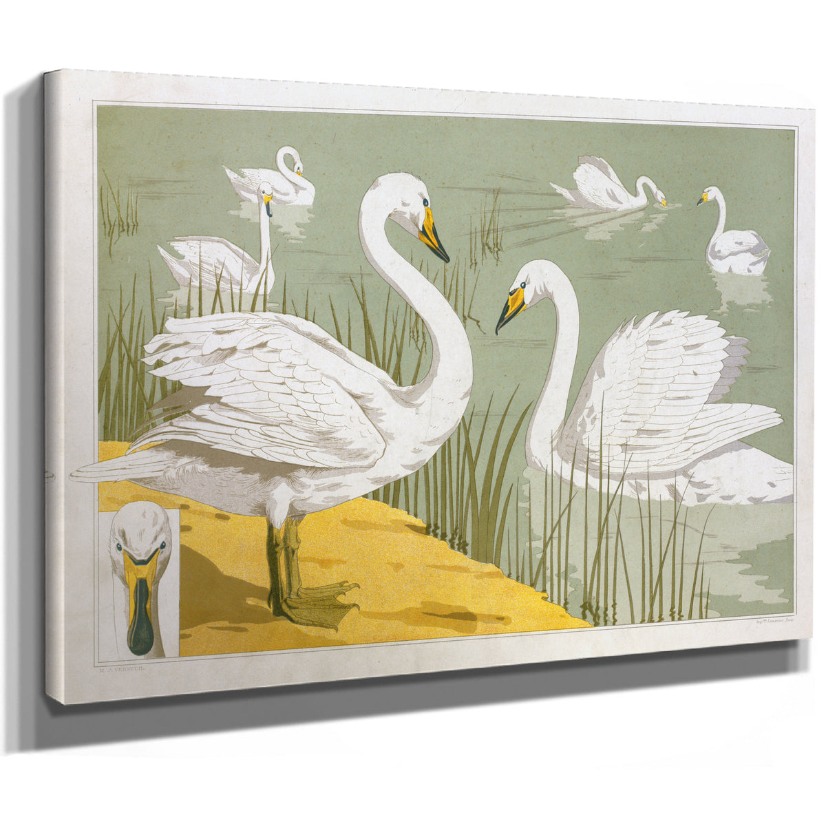 Cygne Sauvage By Pillard Verneuil