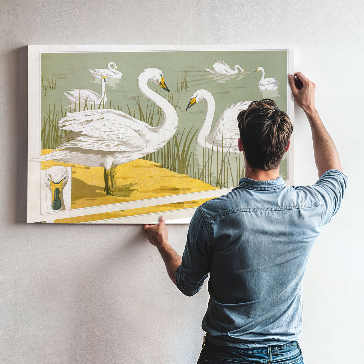 Cygne Sauvage By Pillard Verneuil