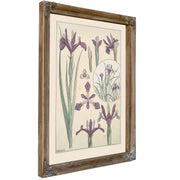 Iris By Pillard Verneuil