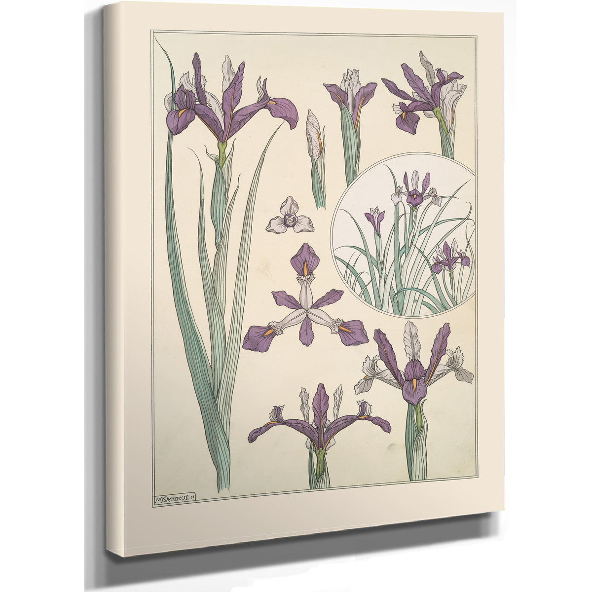 Iris By Pillard Verneuil