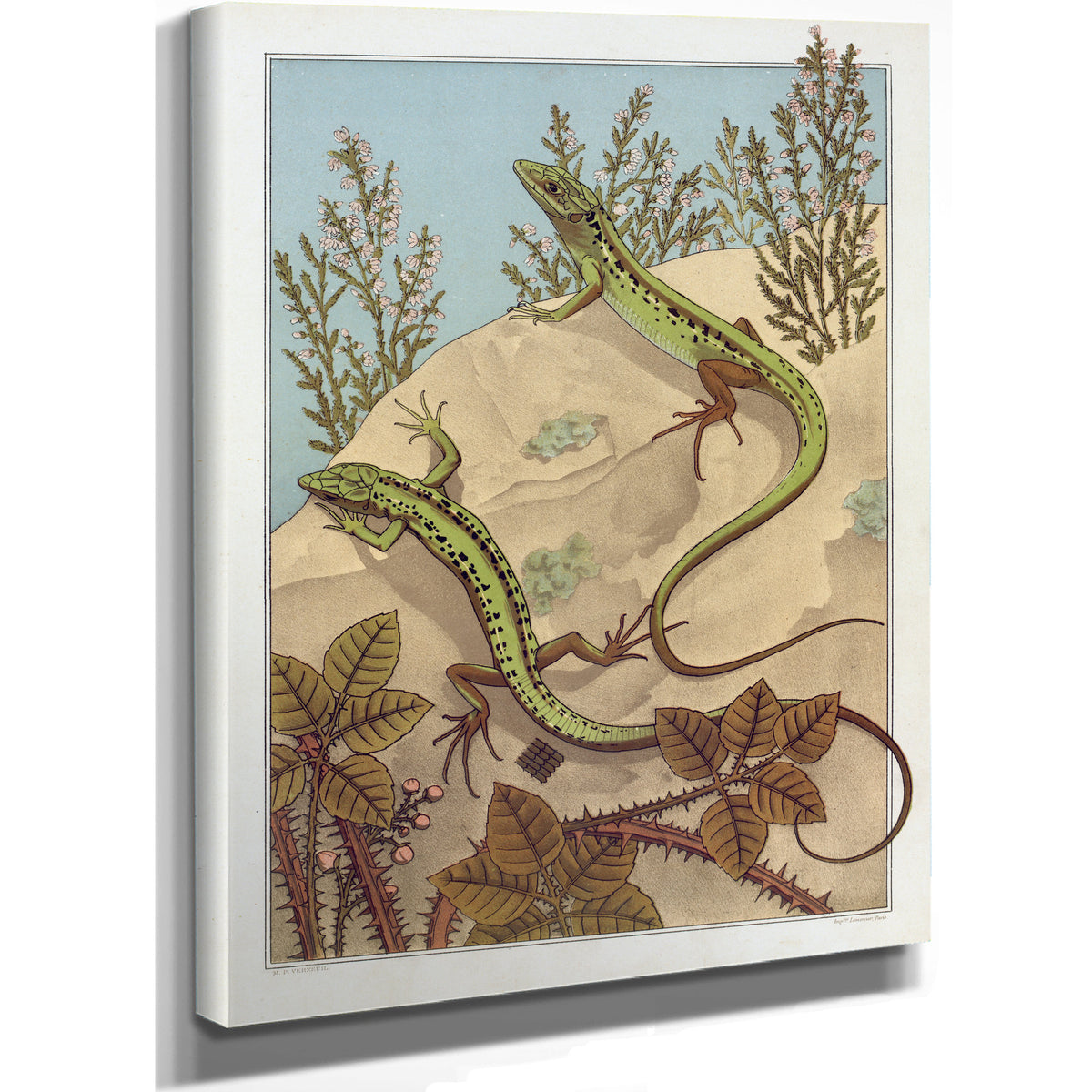 Lezard By Pillard Verneuil
