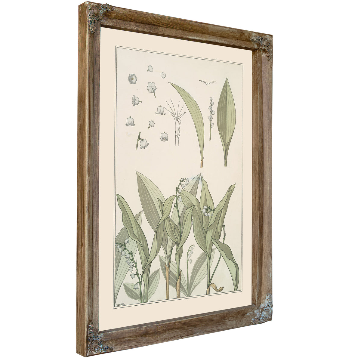 Muguet By Pillard Verneuil