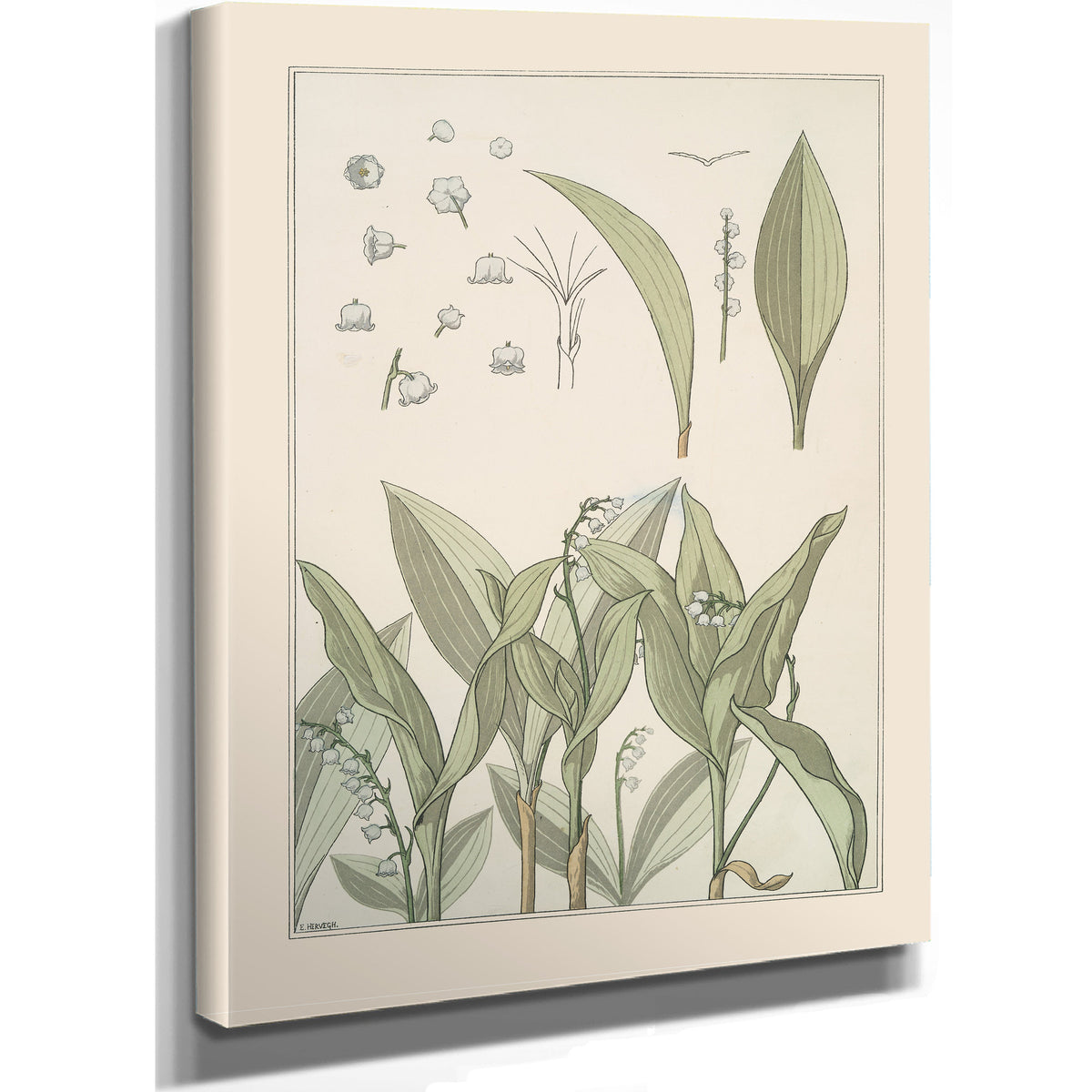 Muguet By Pillard Verneuil