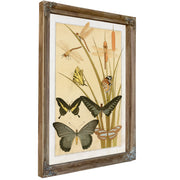 Papillons By Pillard Verneuil