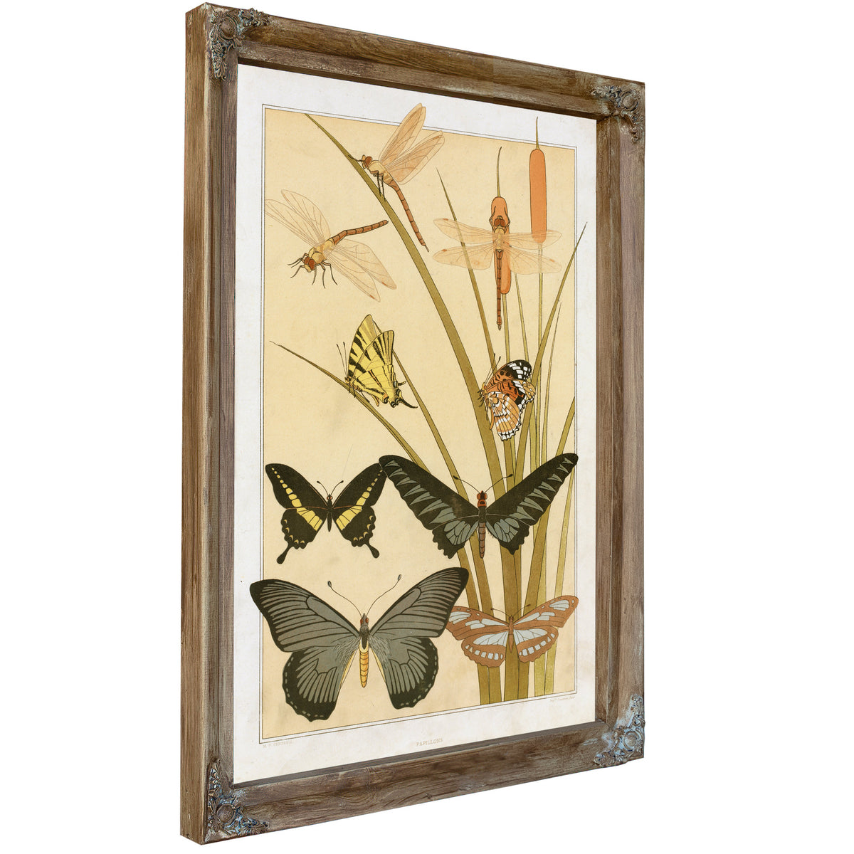Papillons By Pillard Verneuil