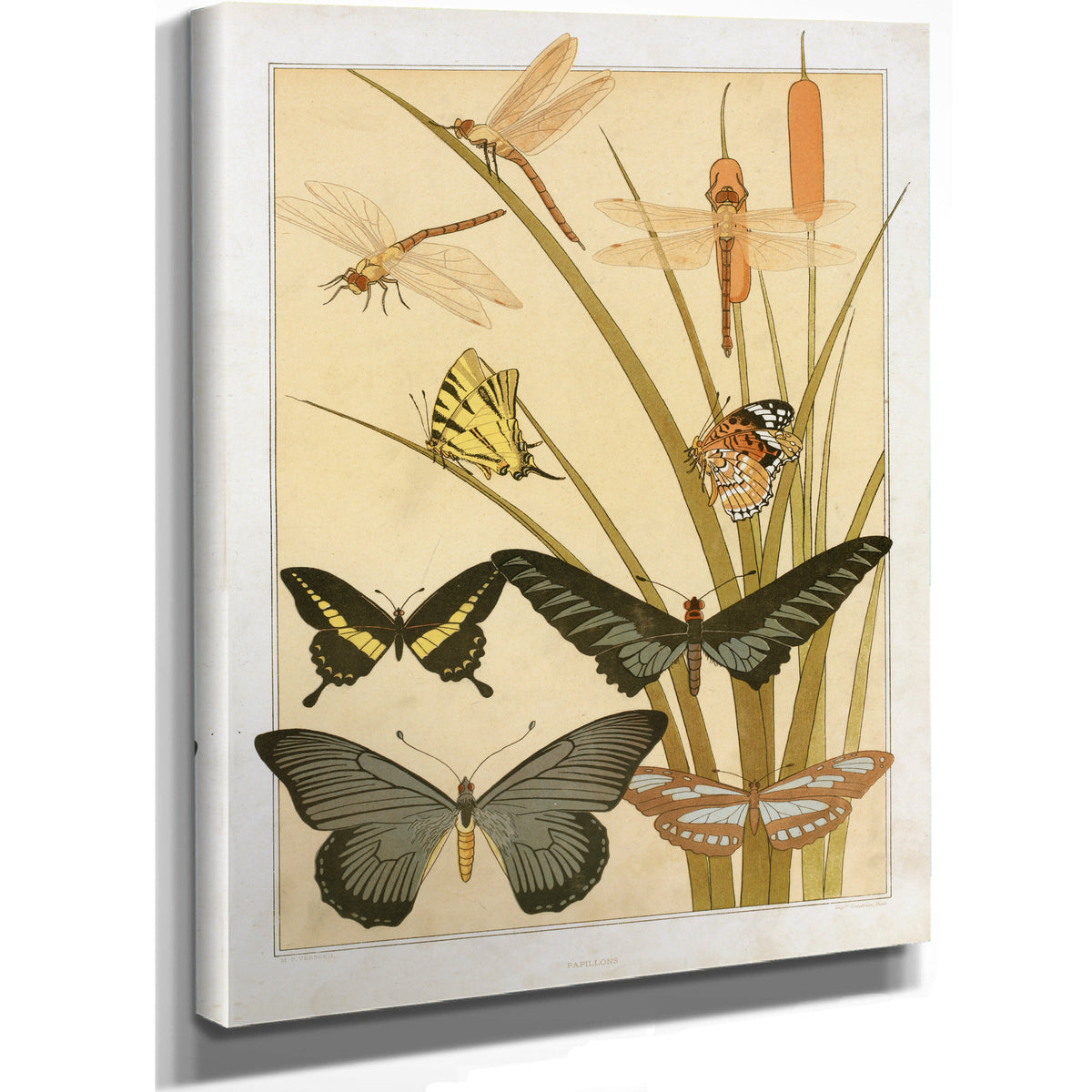 Papillons By Pillard Verneuil