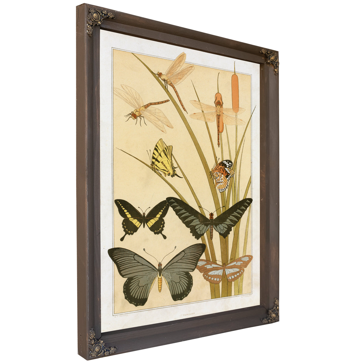 Papillons By Pillard Verneuil