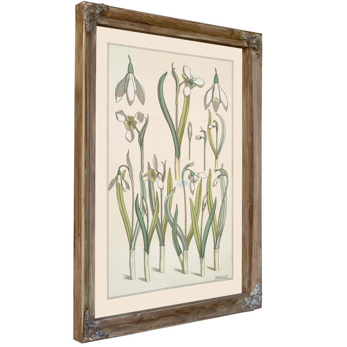 Perce Neige By Pillard Verneuil