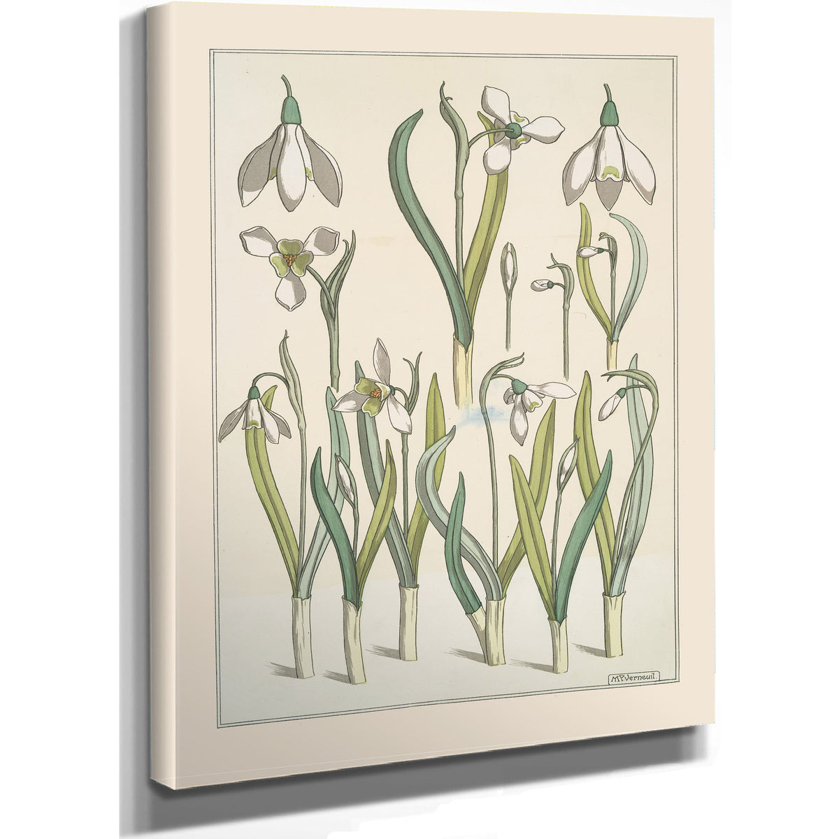 Perce Neige By Pillard Verneuil