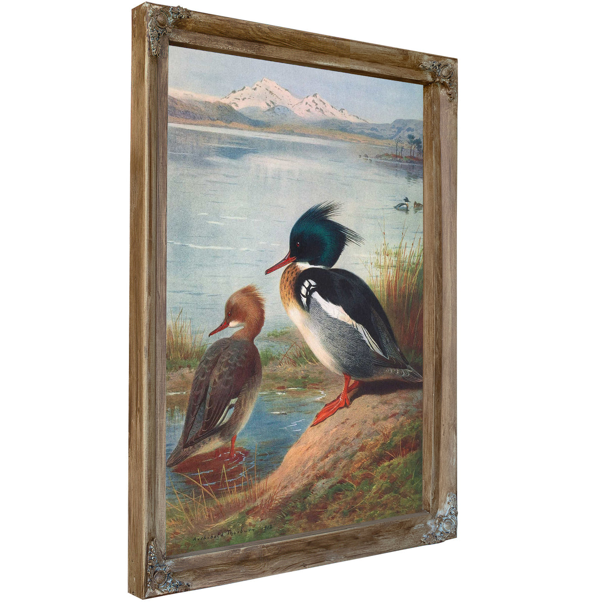 Red Breasted Merganser by Archibald Thorburn
