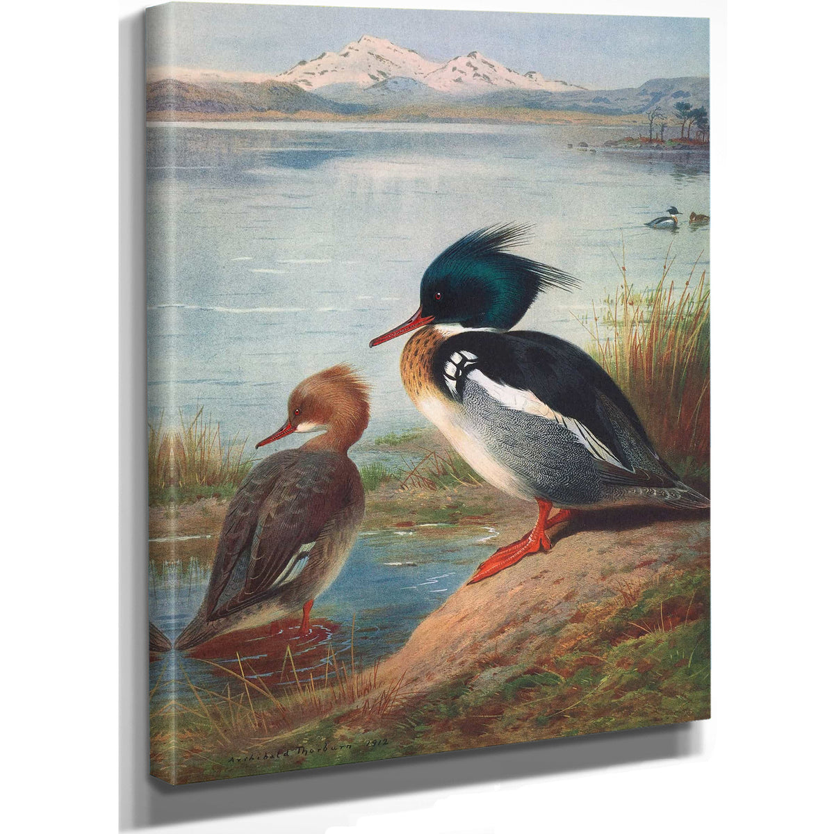 Red Breasted Merganser by Archibald Thorburn