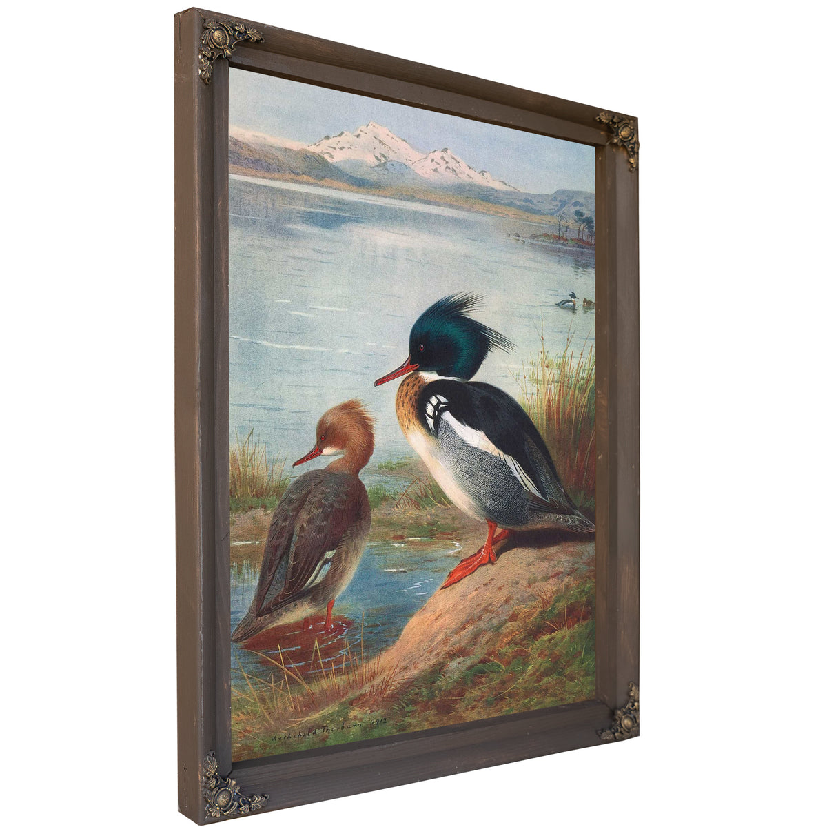 Red Breasted Merganser by Archibald Thorburn