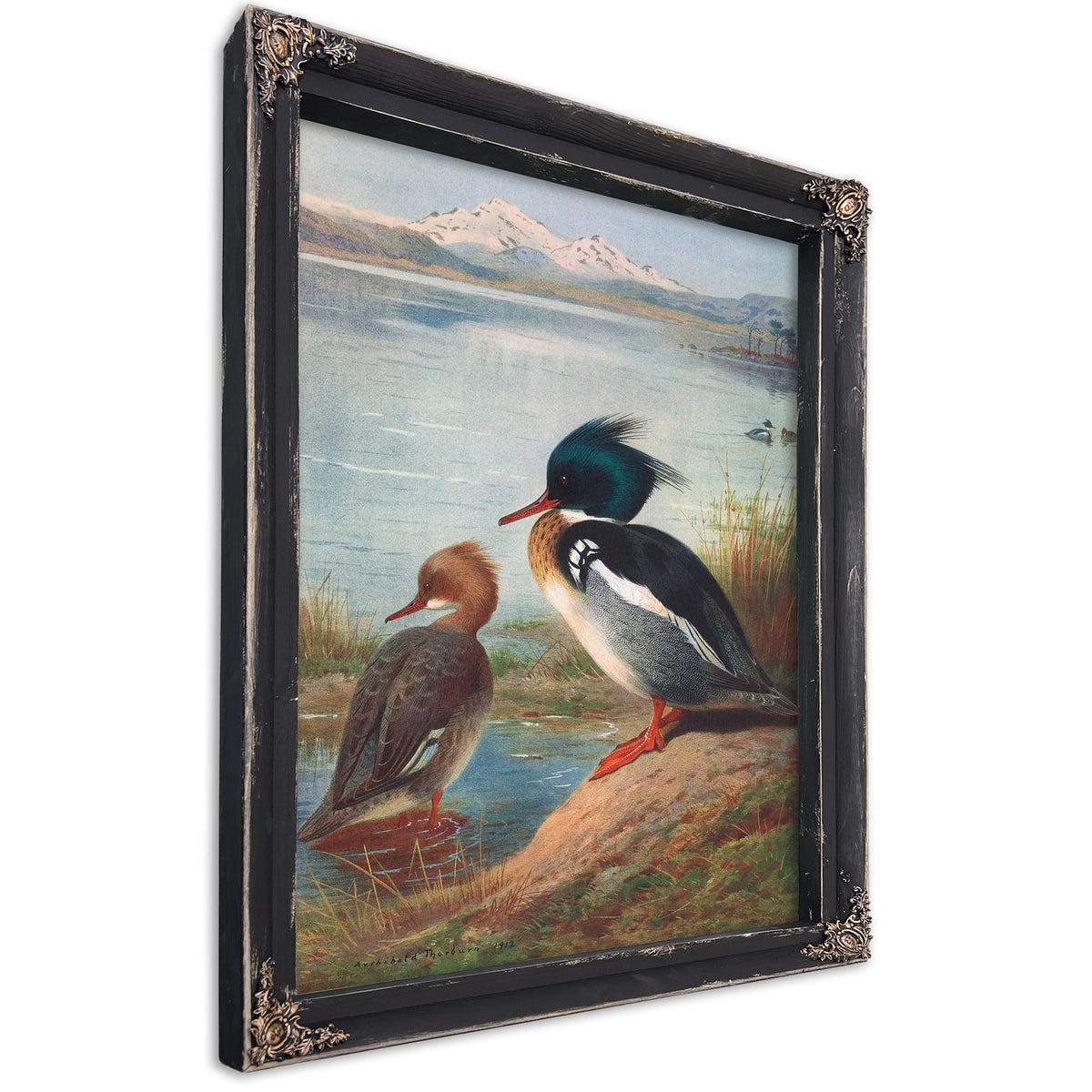Red Breasted Merganser by Archibald Thorburn