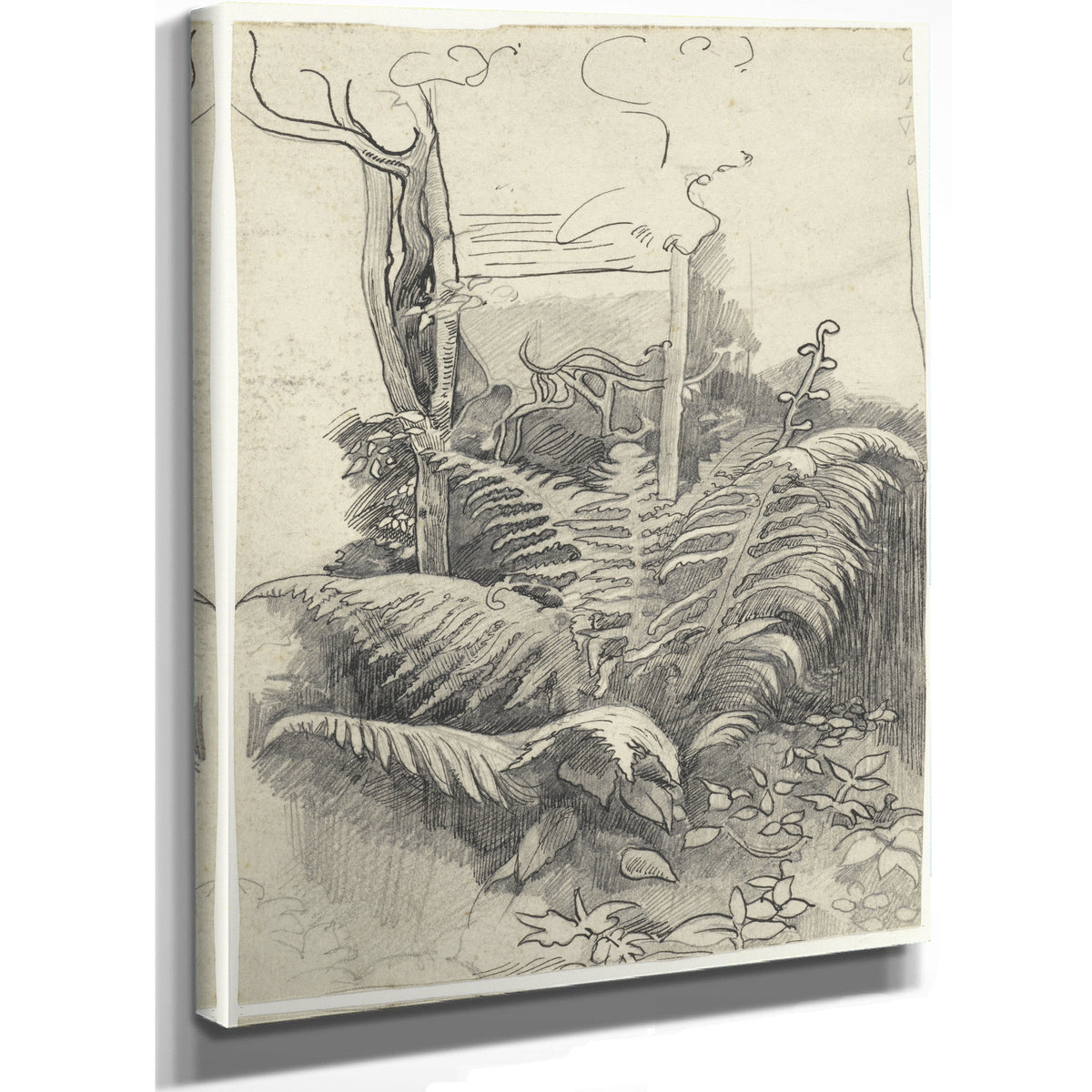 Fern By Roland Holst