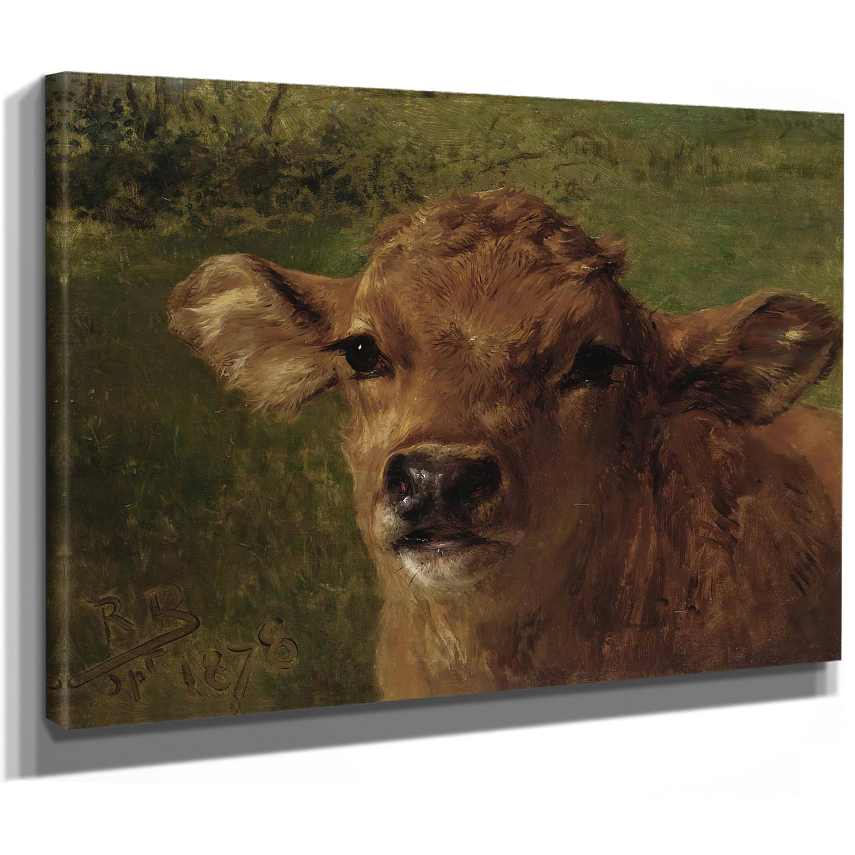 Head a Calf By Rosa Bonheur
