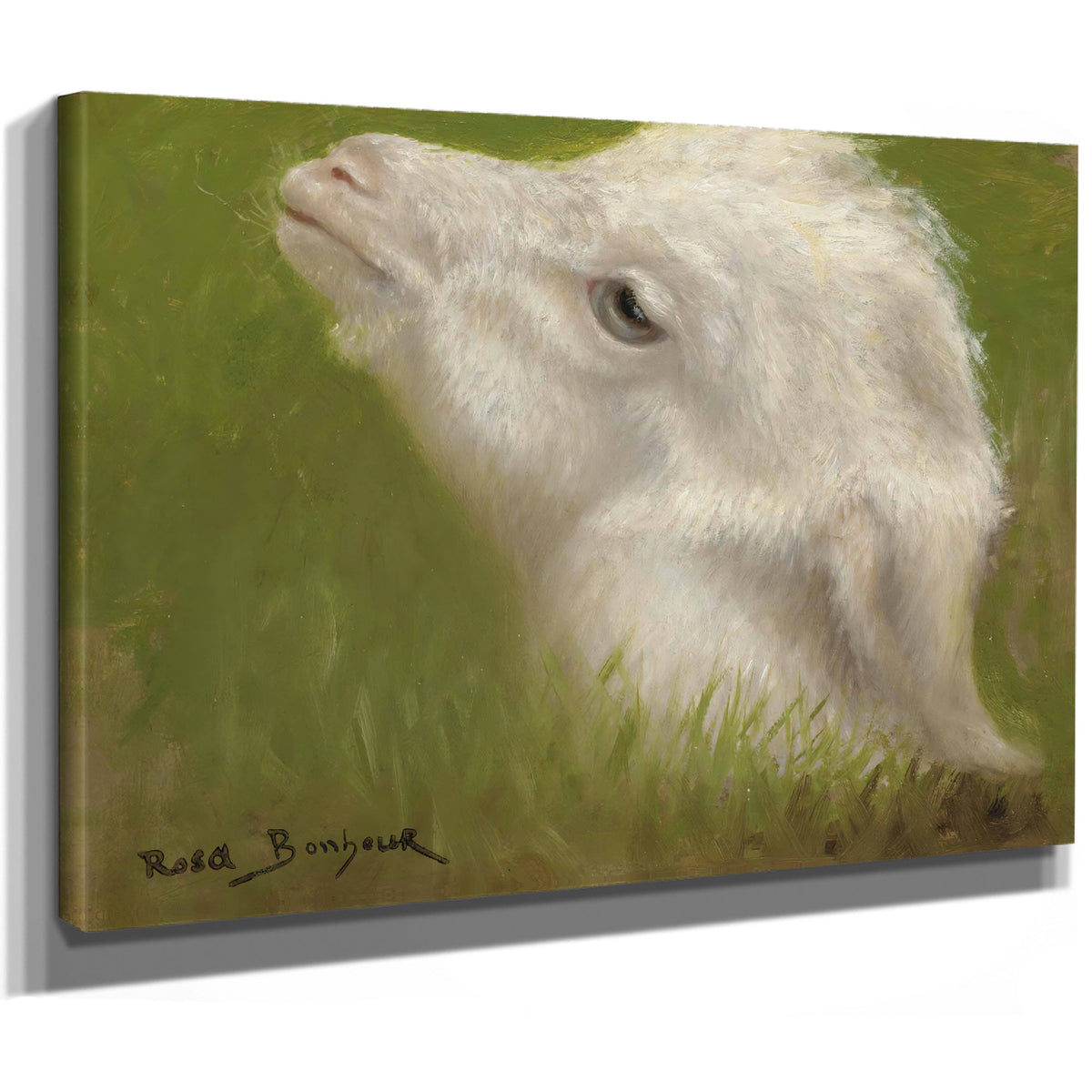 Head a Lamb By Rosa Bonheur
