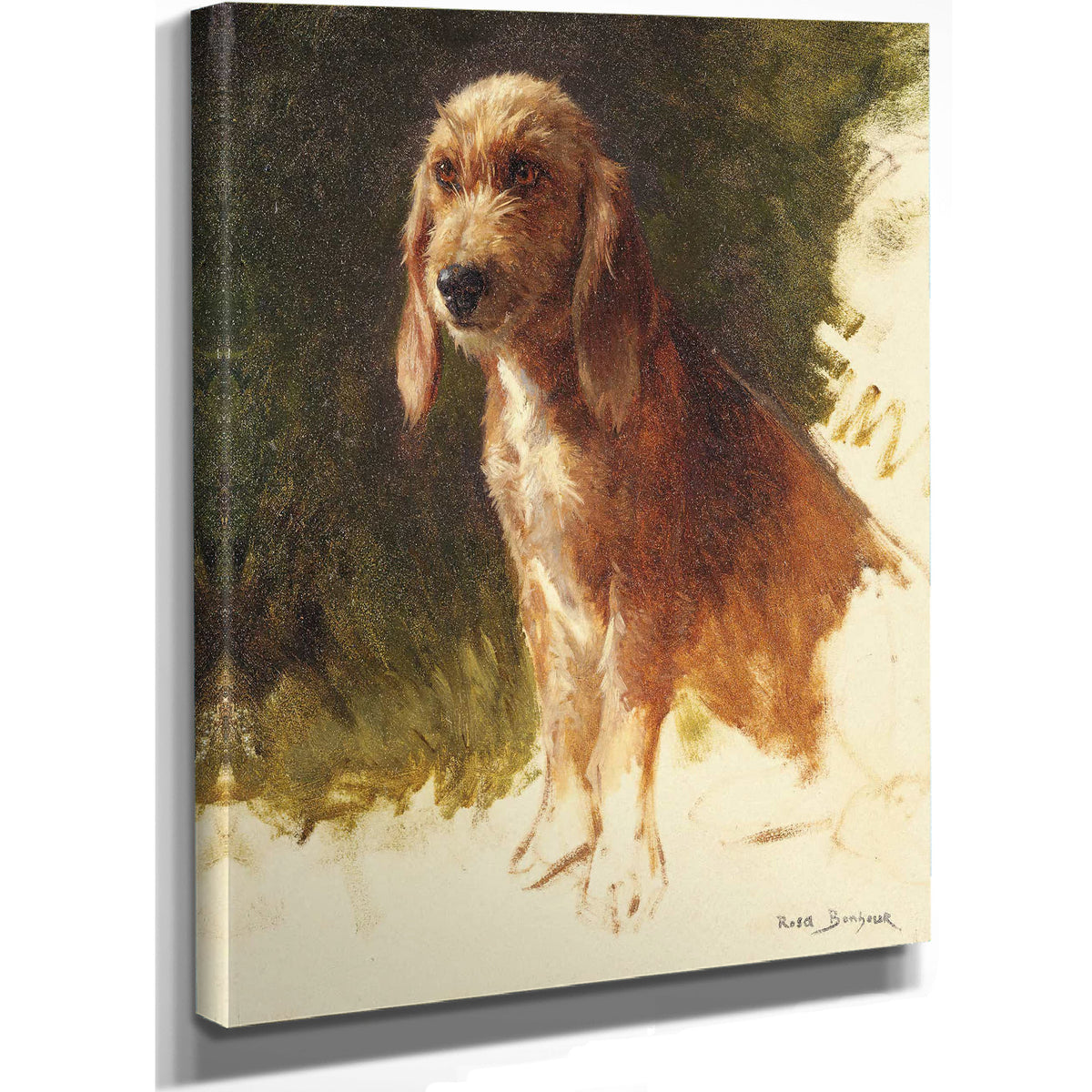 Study Of A Dog S by Rosa Bonheur