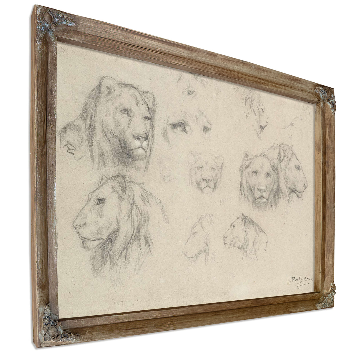 Study Of Lions And Lionesses by Rosa Bonheur