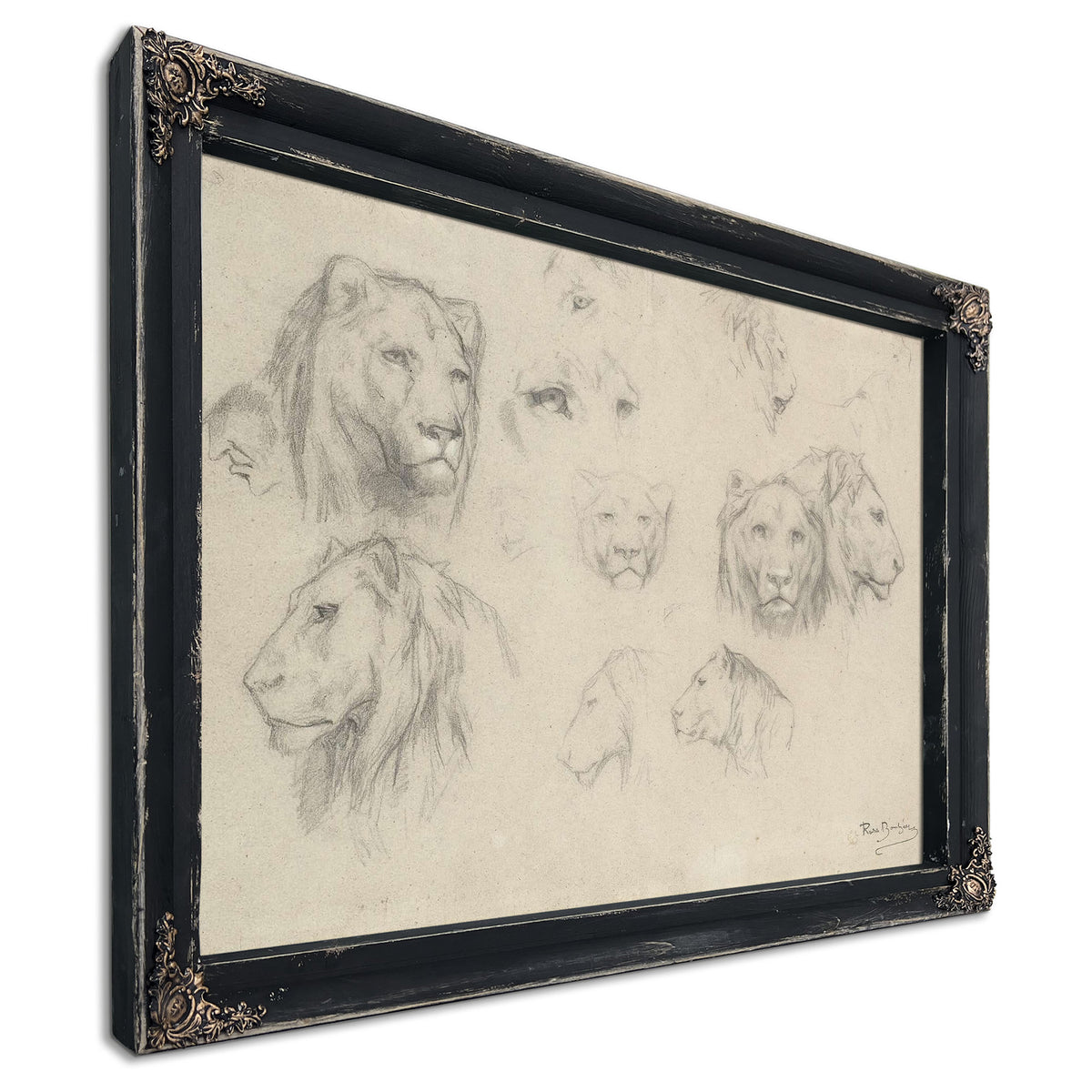 Study Of Lions And Lionesses by Rosa Bonheur