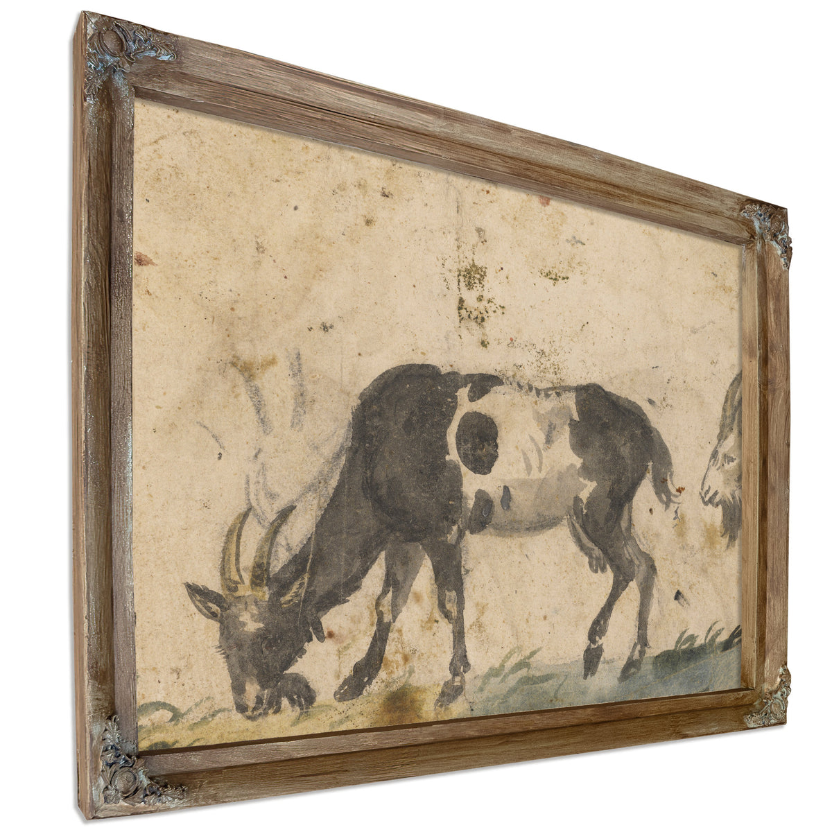 Study Goats About By The Elder