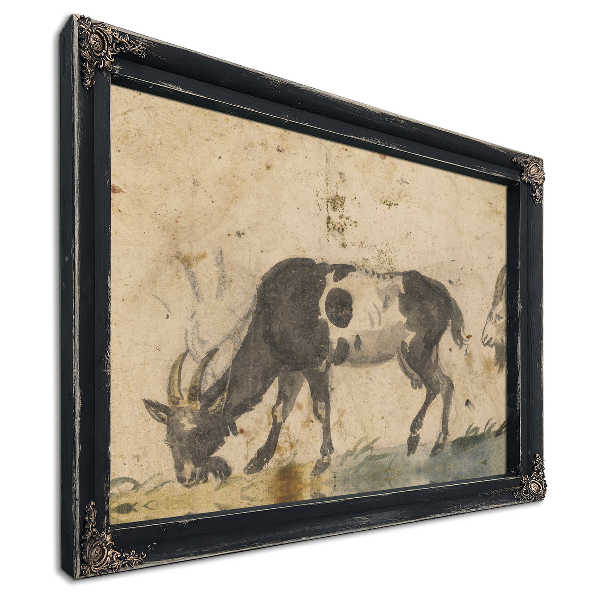 Study Goats About By The Elder