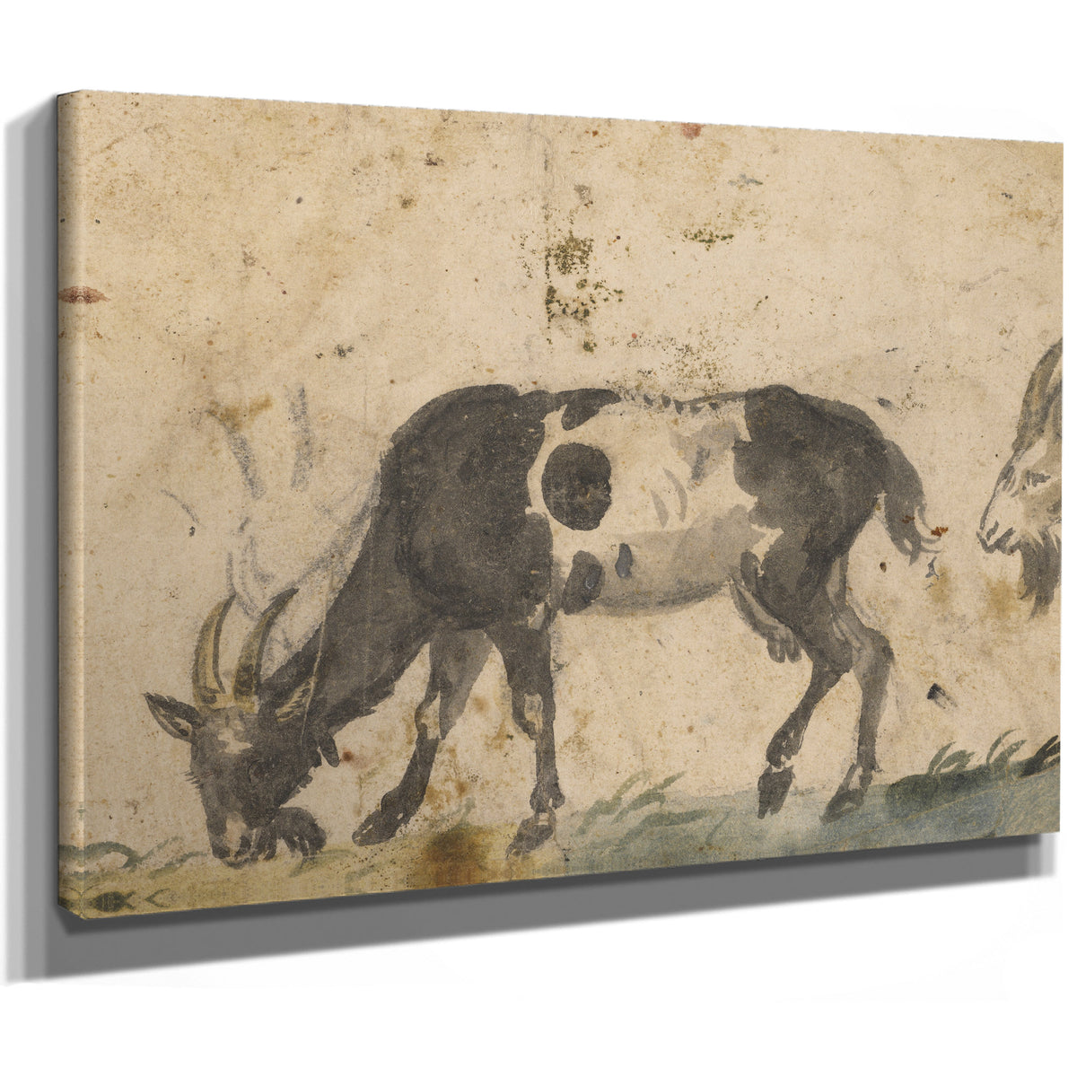 Study Goats About By The Elder