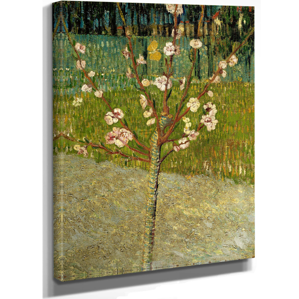 Almond Tree Blossom By Vincent van Gogh