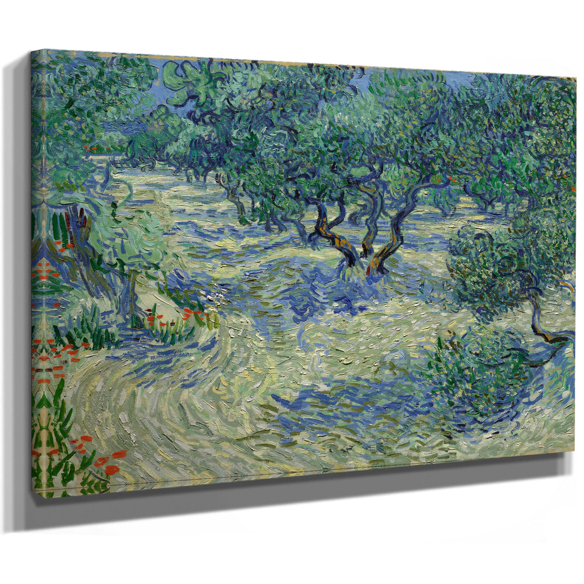 Olive Orchard By Vincent van Gogh