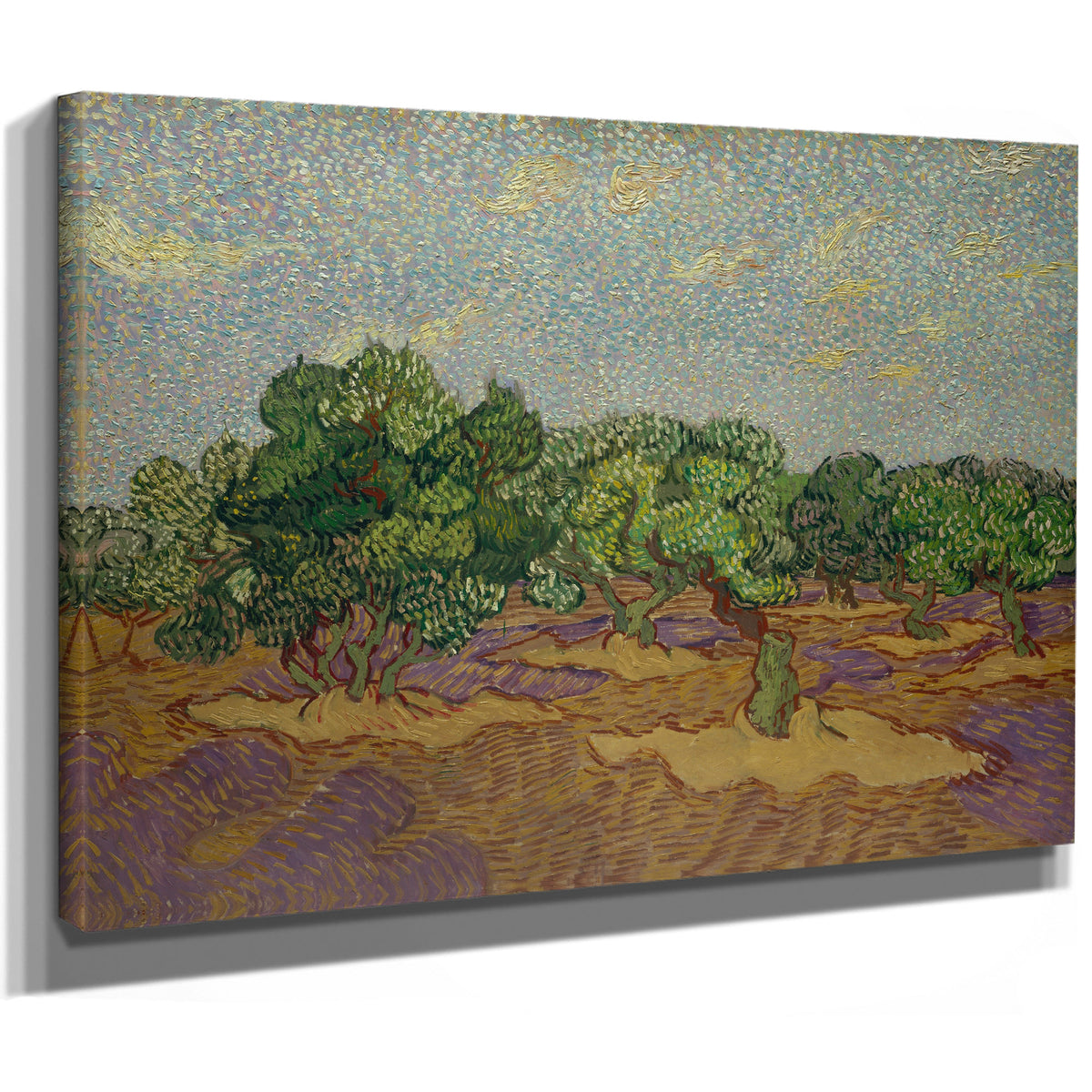 Olive Trees 1889 By Vincent van Gogh